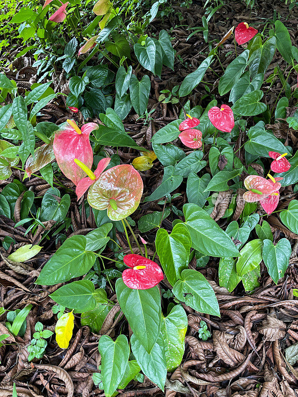 红鹤花(Anthurium Carisma)开花灌木，生长在花园花坛，花萼和花头，绿色的叶子和茎，落下的棕色叶子的背景，抬高的视图，重点在前景